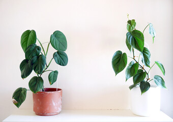 Indoor decorative plants | syngonium fern mother in law tongue begonia philodendron