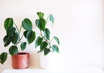 Indoor decorative plants | syngonium fern mother in law tongue begonia philodendron