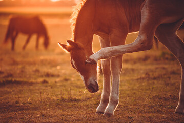 Cute chestnut draft foal scratching itself with a hind leg on the pasture in the evening sun