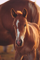 Close-up portrait of a cute baby chestnut foal on a meadow in the light of the setting sun