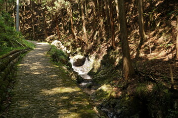 森の中の散策路