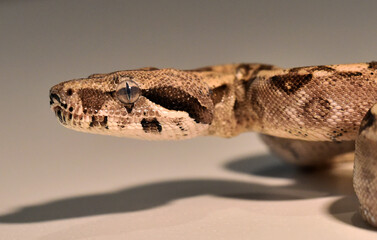 a head of huge boa constrictor