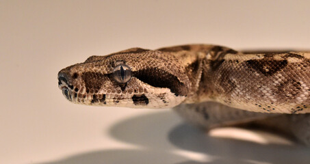 a head of huge boa constrictor