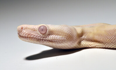 a head of huge boa constrictor