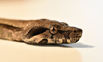 a head of huge boa constrictor