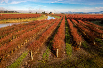 Winter Blueberry Fields in the Skagit Valley, Washington State. Over 90 different crops are grown in Skagit County and blueberries account for a good portion of that industry. Aerial view of the crops - 486383410