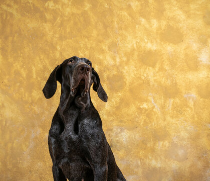 retrato de perro , raza perdiguero de burgos hembra ,con fondo crema.