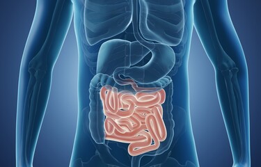 Anatomical illustration of small intestine in human body - obrazy, fototapety, plakaty