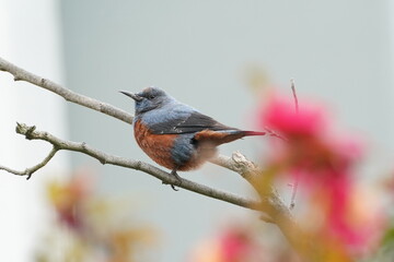 blue rock thrush on the branch