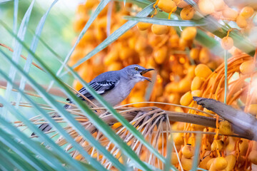 A Northern Mockingbird perched in a Date Palm Tree full of orange dates, a sweet fruit often included in its diet.