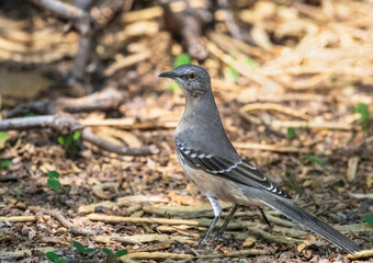 A Northern Mockingbird full body closeup portrait