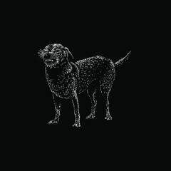 taco terrier hand drawing vector illustration isolated on black background