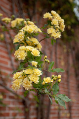 Pale yellow flowers of climbing rose  on the red bricks wall - obrazy, fototapety, plakaty