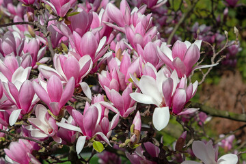 Magnolia liliiflora pink spring flowers