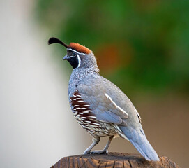 A Gambel's Quail posing on a wooden fence post with an earthy, green, colored background.