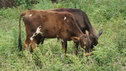 two brown and white cows in the pasture