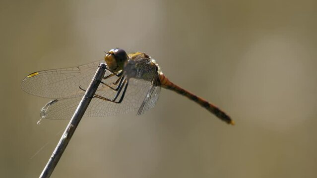 Macro close up of majestic Dragonfly holding on wooden branch in wilderness during sunlight - Blurred background in nature