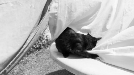 Black cat