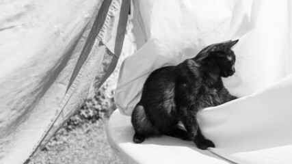 Black cat