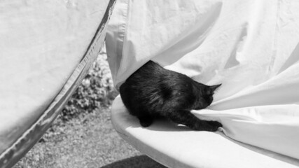 Black cat