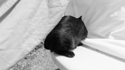 Black cat