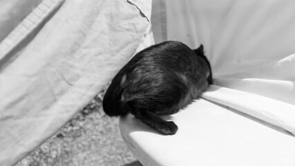 Black cat