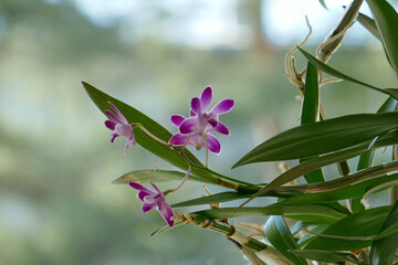 beautiful orchid and green leaves 