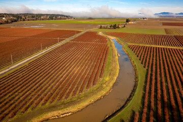 Fototapeta premium Winter Blueberry Fields in the Skagit Valley, Washington State. Over 90 different crops are grown in Skagit County and blueberries account for a good portion of that industry. Aerial view of the crops