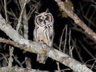 Striped Owl -Asio clamator – coruja-orelhuda 