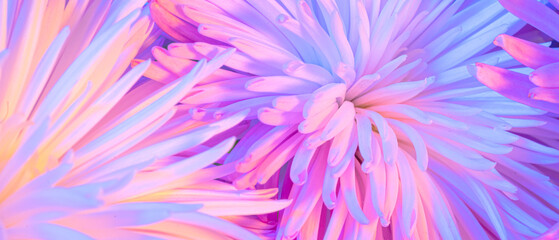 Close-up photo of chrysanthemum bouquet. Abstract floral background - obrazy, fototapety, plakaty