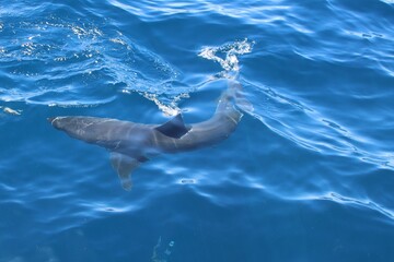Great White Shark (Carcharodon carcharias) circling a boat in the Spencer Gulf, South Australia.