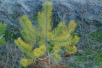 one small green yellow pine tree on the gray ground and in the grass in nature