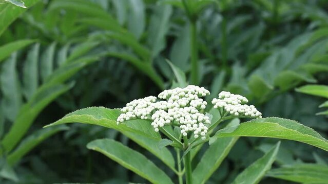 valerian flowers fresh plant Valeriana officinalis with berries. Dense thickets of flowering garden valerian, garden heliotrope and all-heal flowers in meadow in summer.