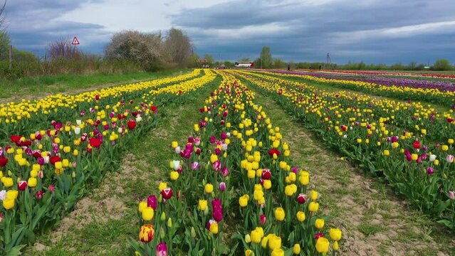 Drone flight over tulips in Ivano-Frankivsk, Ukraine. with Dutch varieties tyulpanov- one of the first in Ukraine has become landmark in the region, growing beautiful flowers