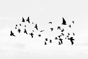 Wild Birds flying in the blue sky.