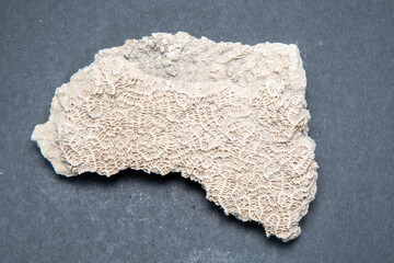 rock formation Coral limestone . High quality photo