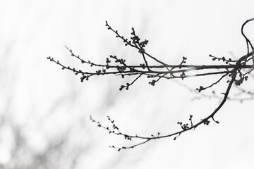 蕾