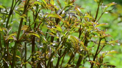 Young shoots of peony flower in spring. Static Camera. High quality FullHD footage