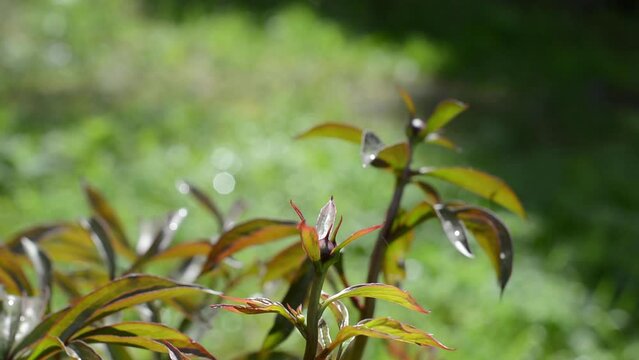 Young shoots of peony flower in spring. Static Camera. High quality FullHD footage