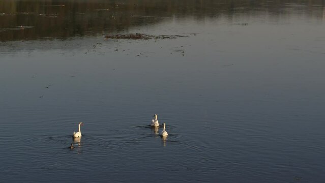 White swans in Nemunas river, Kaunas county, Lithuania. Drone aerial view. Lithuania nature