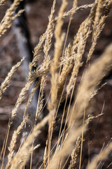 Fototapeta premium close up of tall grass in the sun