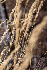 Obraz premium close up of tall grass in the sun