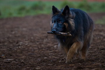 2022-02-10 A LONG HAIR GERMAN SHEPARD WALKING THROUGH THE OFF LEASH DOG PARK AT MARYMOOR PARK WITH...