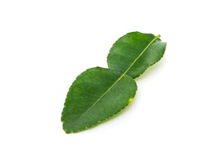 Fresh organic kaffir lime leaves without chemicals, green leaves, placed on a white background.