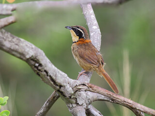 Collared Crescentchest - Melanopareia torquata – meia-lua-do-cerrado