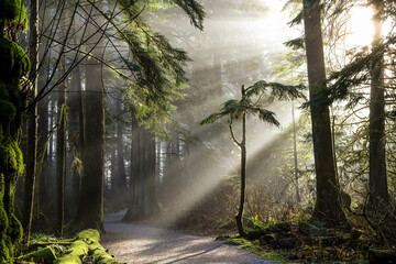 Natural sunlight on the forest
