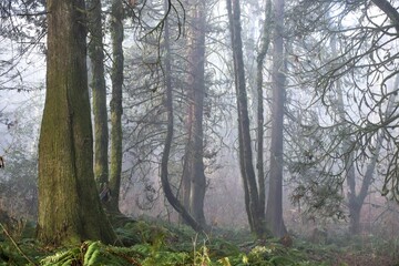 Walking trail in the Misty Morning