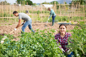 Hispanic female gardener picking potato beetles from young bushes in her small garden on sunny...