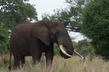 Fototapeta premium African elephant in Kruger