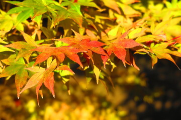 色づく紅葉の葉の風景2